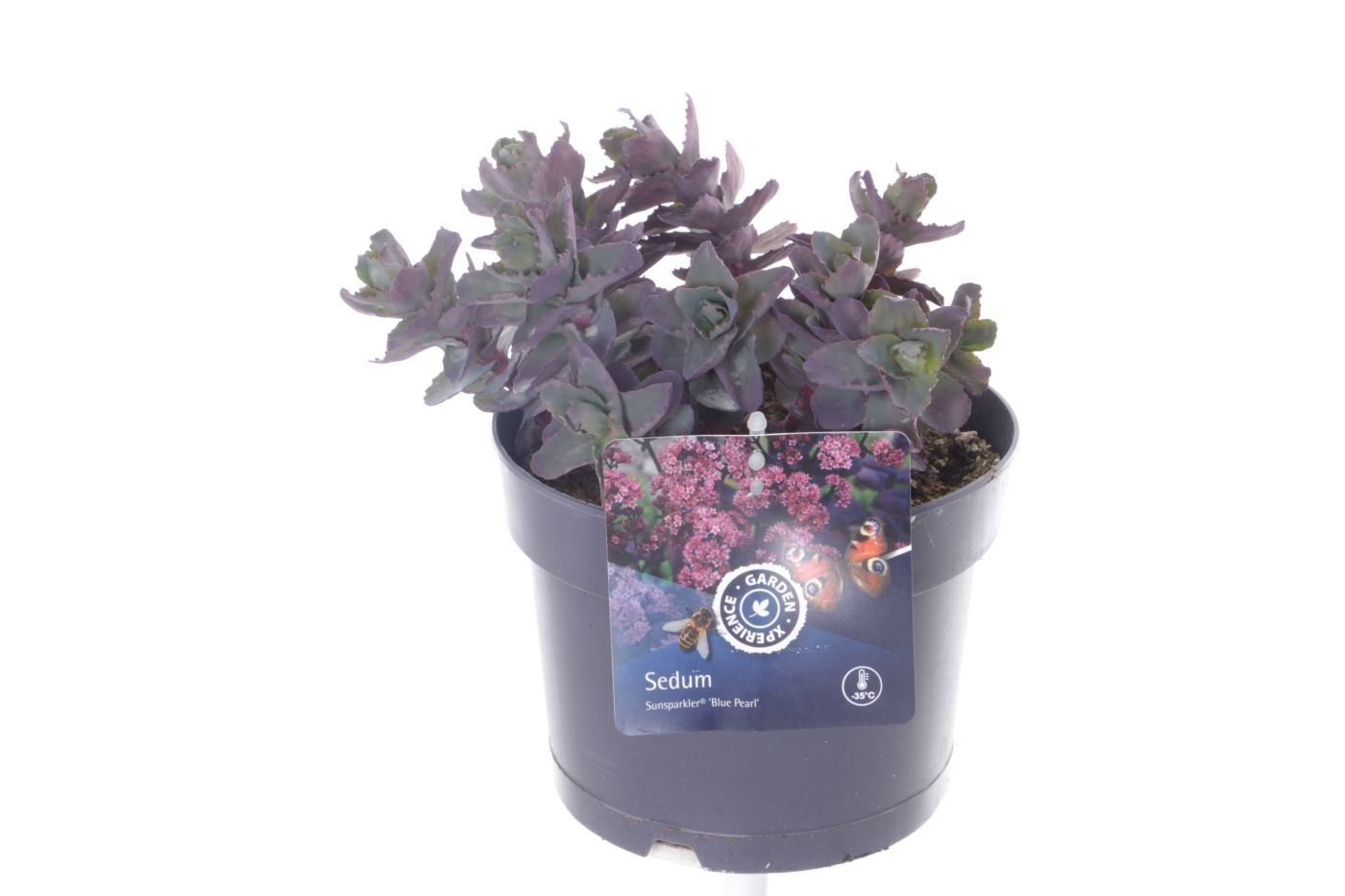 Sedum sunsparkler Blue Pearl, D 17