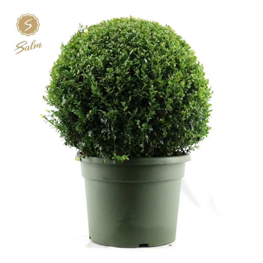 Buxus semp. Ball Ø70cm P45, D 45