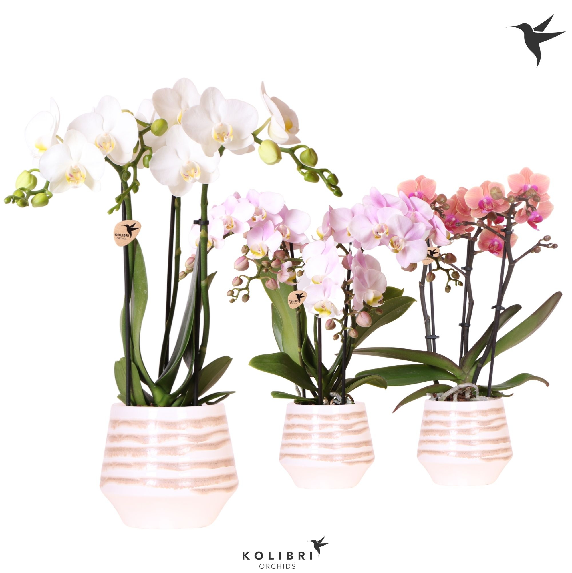 Kolibri Orchids Phalaenopsis mix 3 spike in Moonstone pot white, D 9