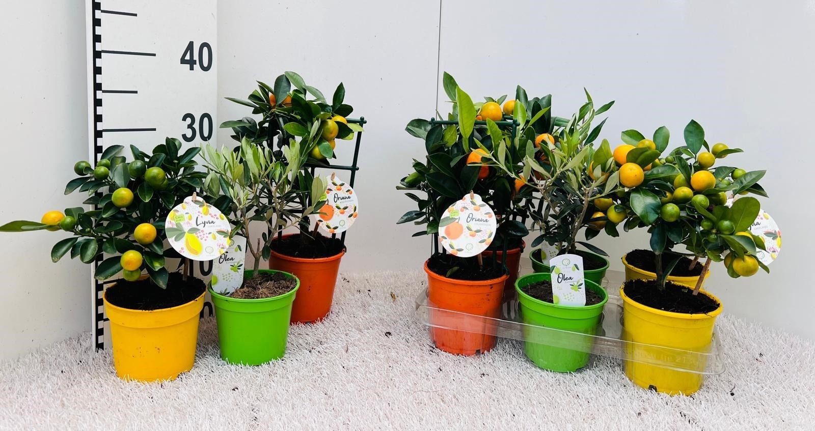 Algarve Mix Citrus & Olea rack/stem, D 12 cm