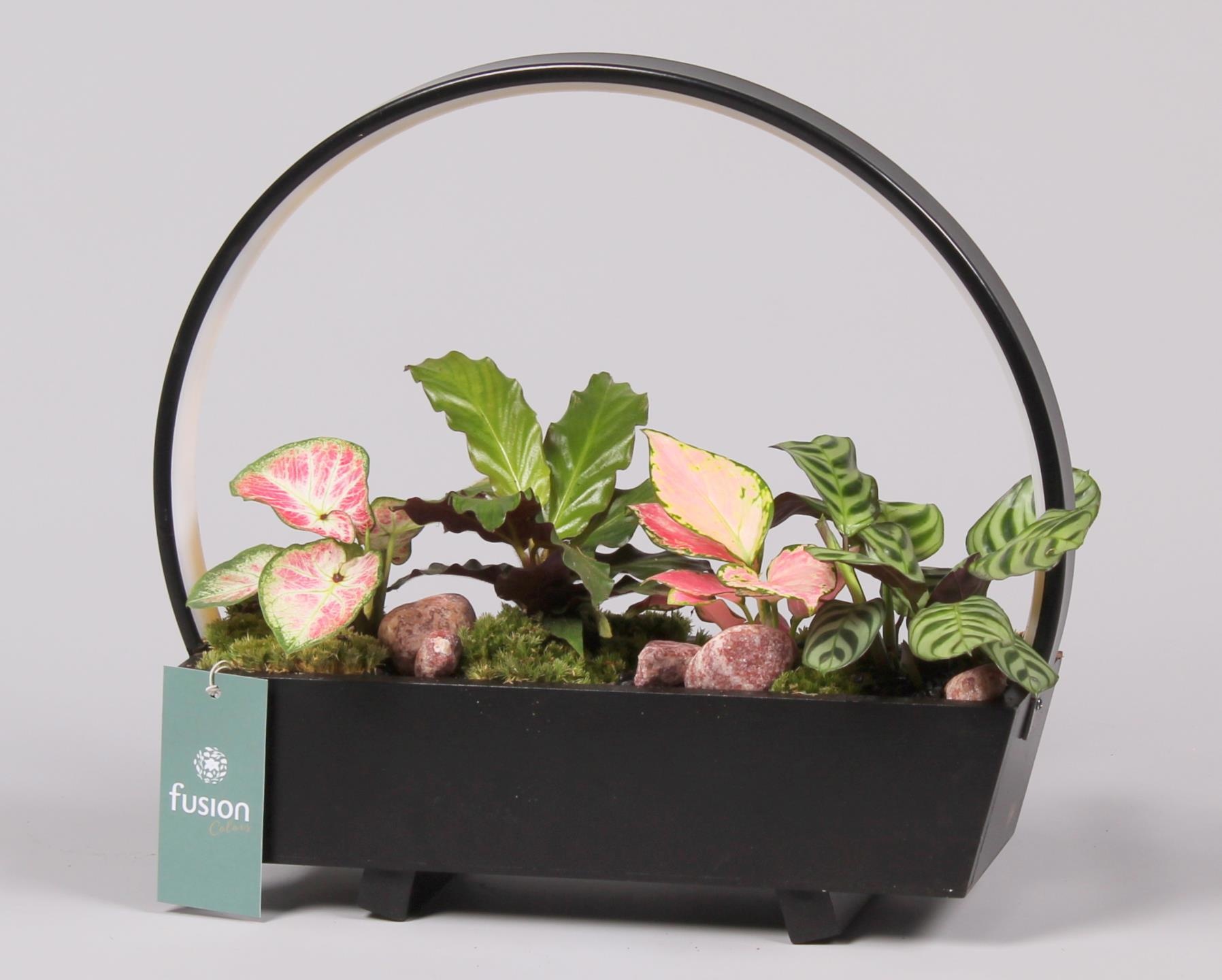 Lamp LED boog hout met Trendy groene planten, D 32