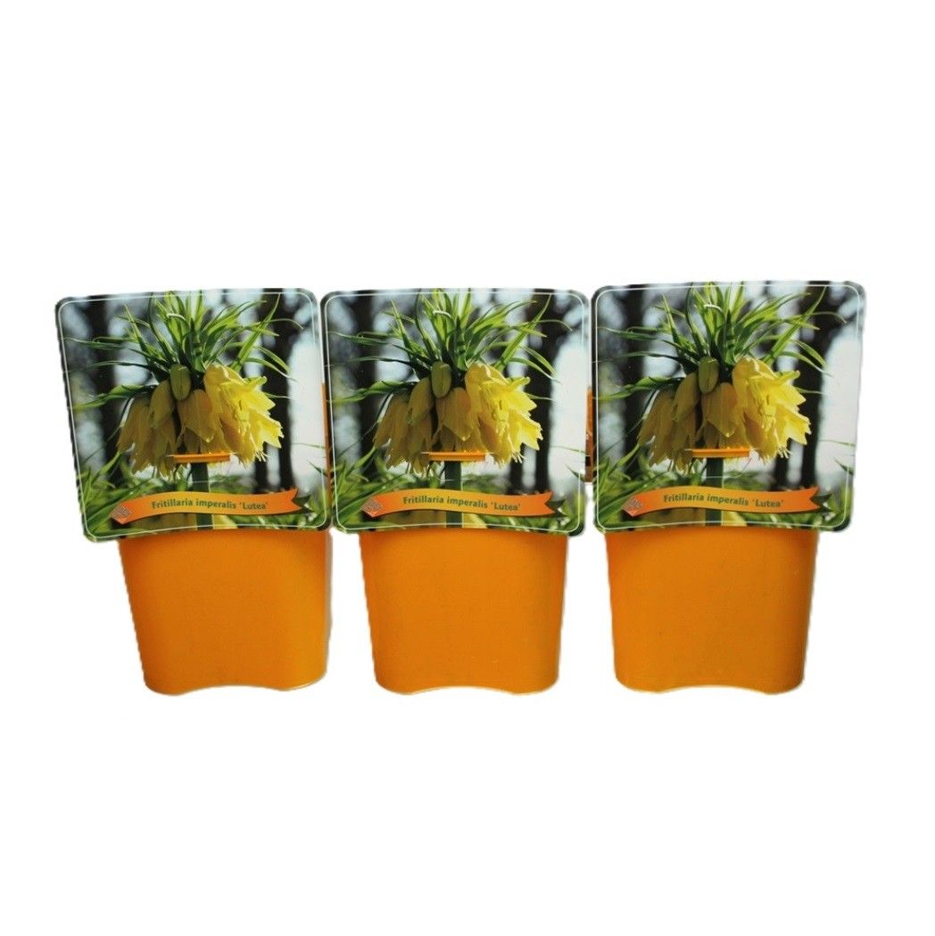 Fritillaria 'Lutea' C5, D 21