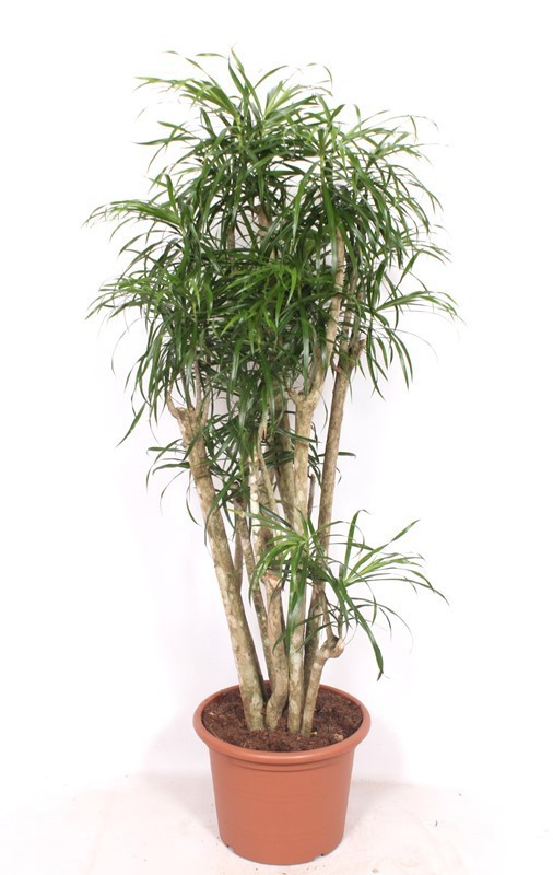 Dracaena Anita, D 40