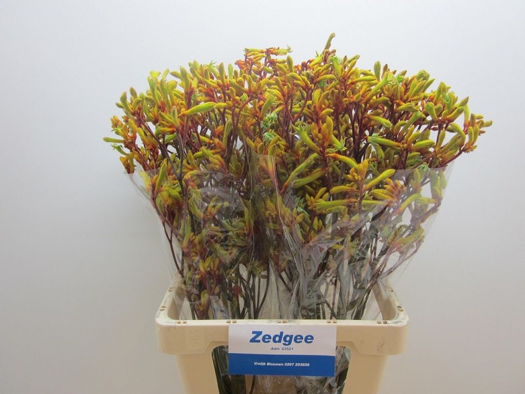 Анигозантус Оранж Вельвет 70 (оранж.), шт.