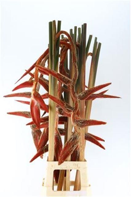 Геликония Ши Конг, шт. Геликония Ши Конг, шт.