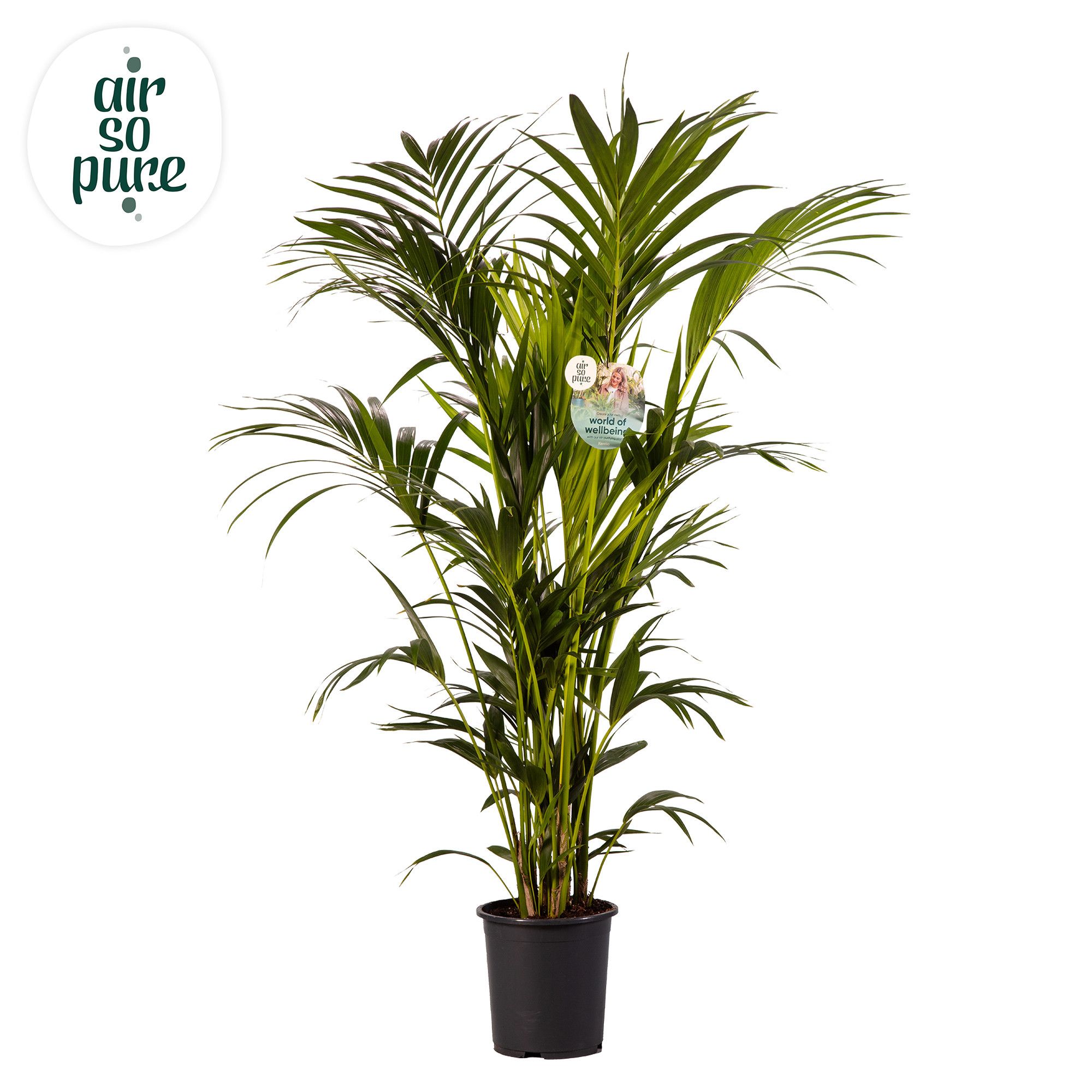KENTIA - P27 H170 - 12PP - Air So Pure (Howea forsteriana), D 27
