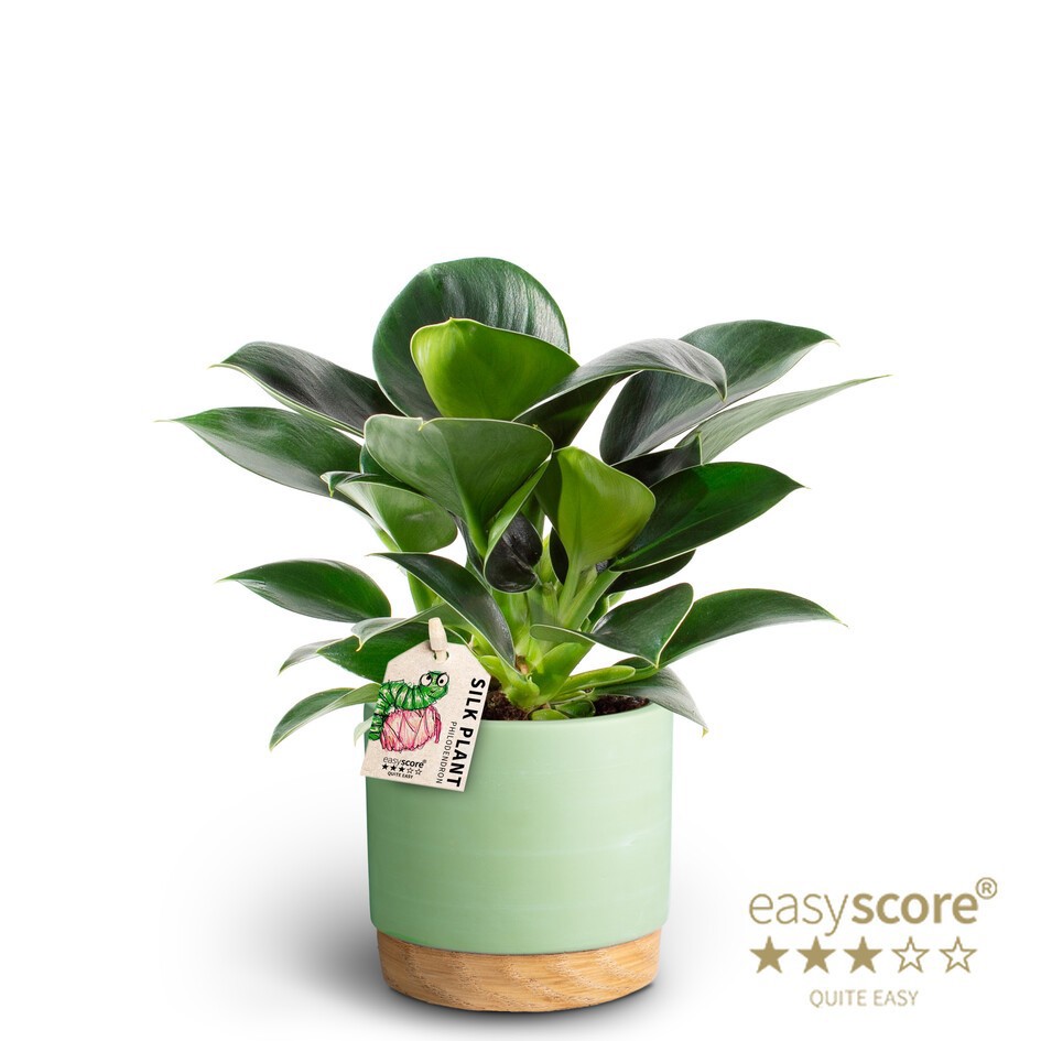 PHILODENDRON ERUBESCENS 40925088 WB Matcha Gr. Princ, D 10 cm PHILODENDRON ERUBESCENS 40925088 WB Matcha Gr. Princ, D 10 cm