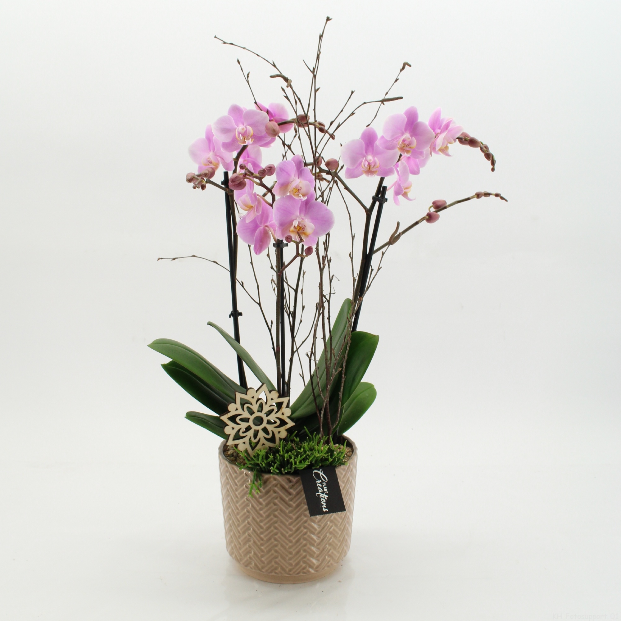 PHAL-2621RZ Phalaenopsis creatie, D 16