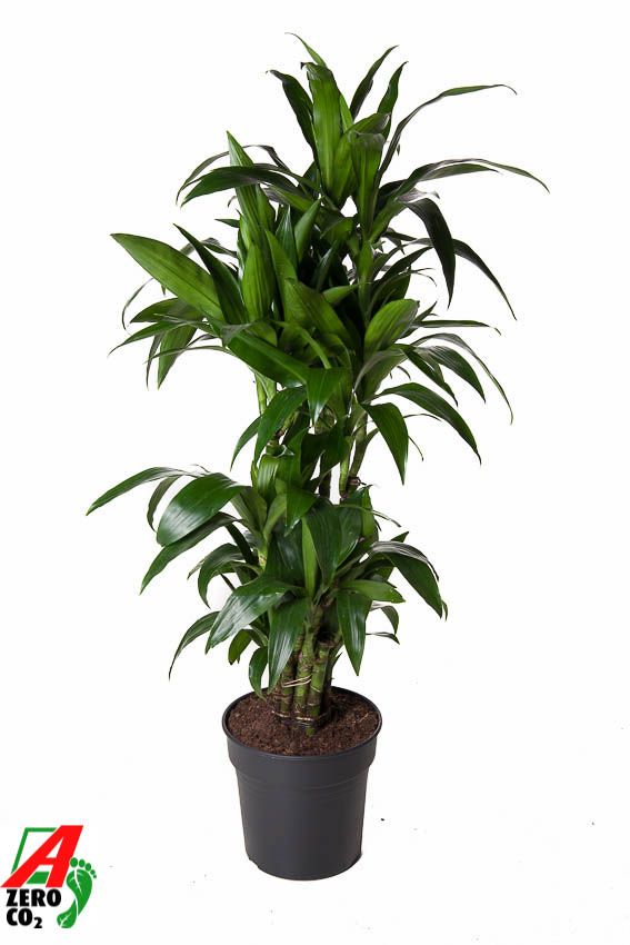 Dracaena Janet Craig vertakt P31, D 31
