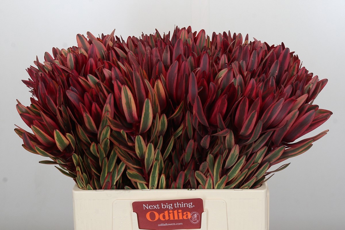 Леукадендрон Джестер 60, шт.