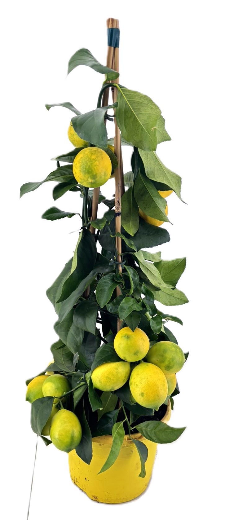 Citrus lemon piramide, D 19