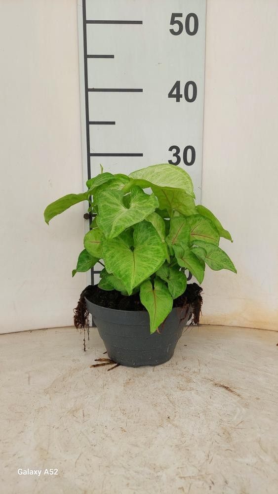 Syngonium Golden Allusion P17 Bowl, D 17