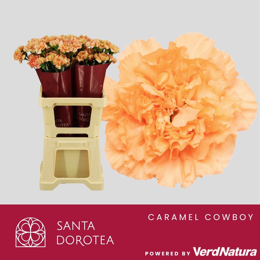 Диантус од. Карамель Ковбой, шт.