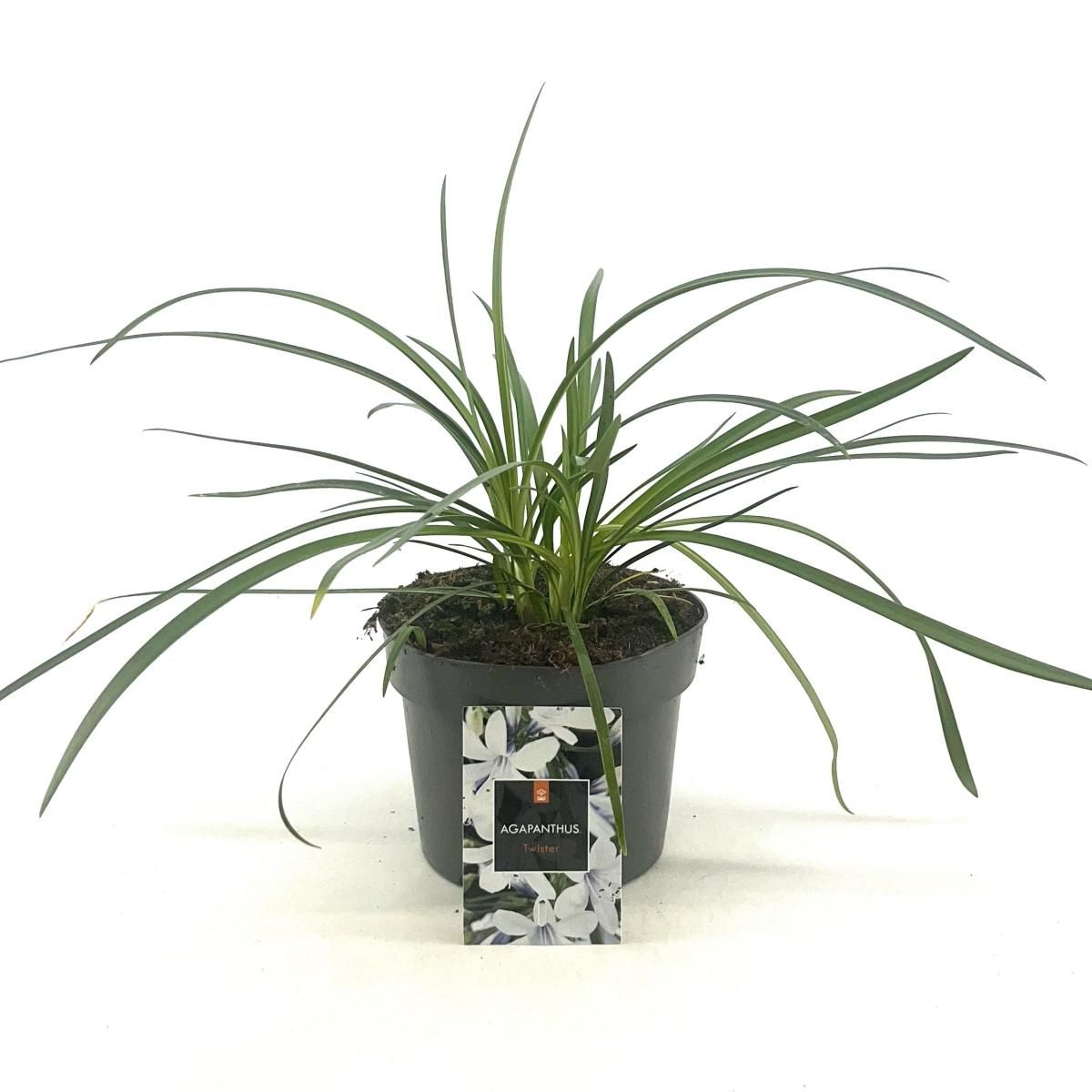 Agapanthus Twister, D 17