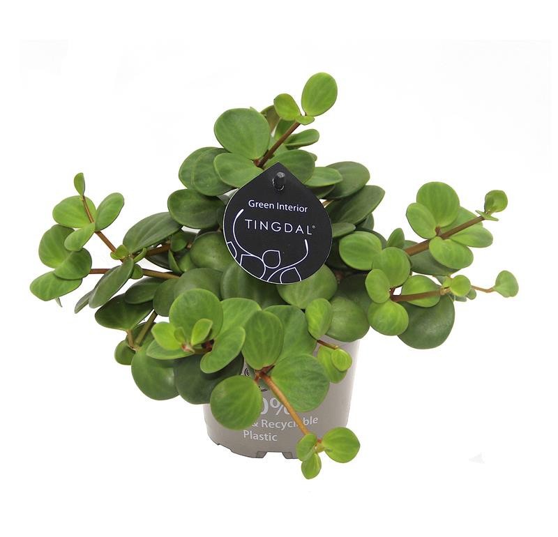 PEPEROMIA PECUNIFOLIA 674312 'PECUNII', D 12 cm PEPEROMIA PECUNIFOLIA 674312 'PECUNII', D 12 cm