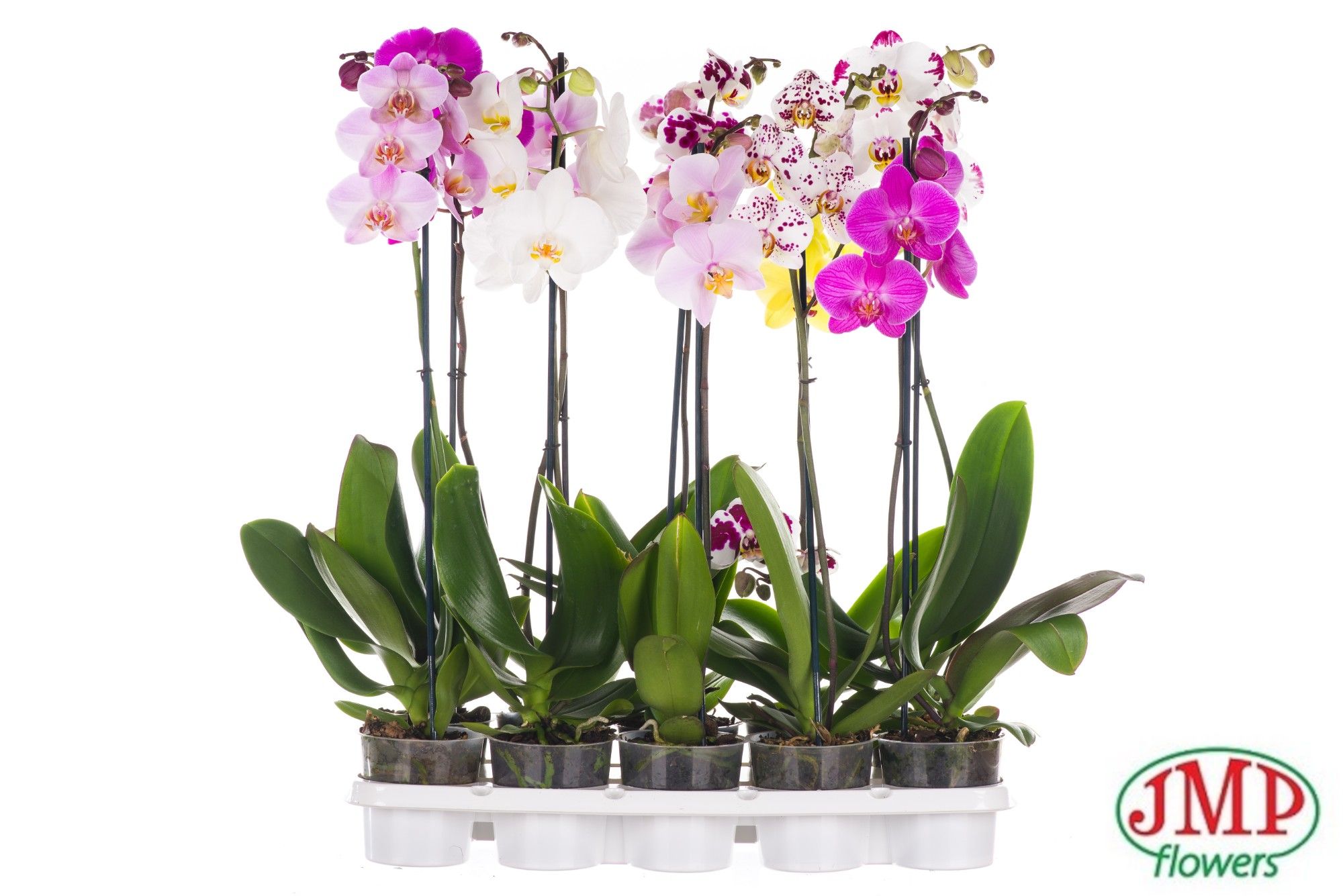 Phalaenopsis 1 spike 6+ mix, D 12