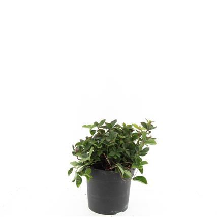 Cornus canadensis, D 17 cm