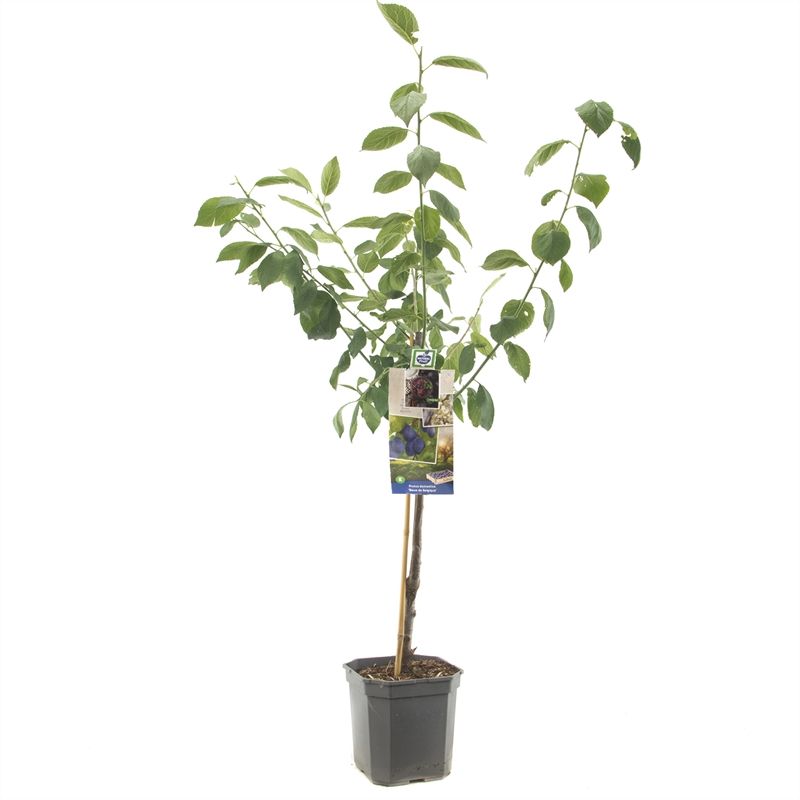 Prunus dom. Bleue de Belgique laag Donkerblauwe pruim, D 24 cm