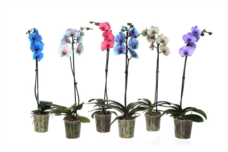 Phal I am mix 1T09+, D 12