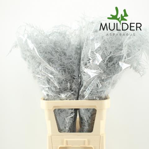 Аспарагус Овериг Крашеный (краш. ) 85, шт.