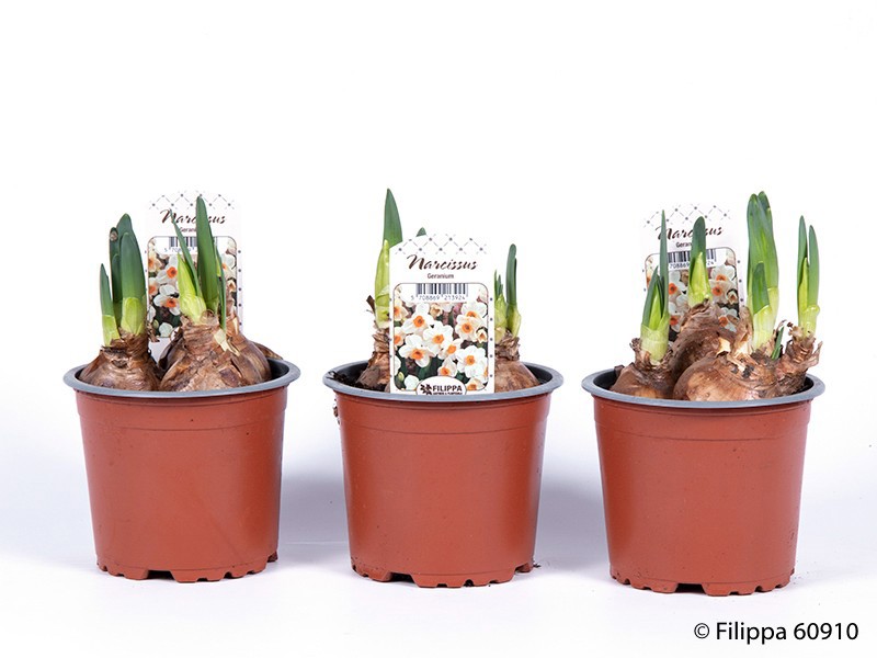 NARCISSUS INCOMPARABILIS 'Geranium', D 11