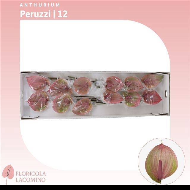 Антуриум Перуччи, шт.
