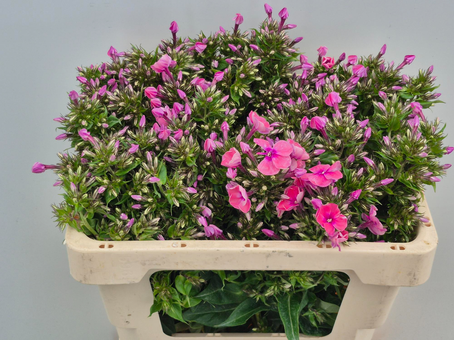 Флокс Кики 50, шт.