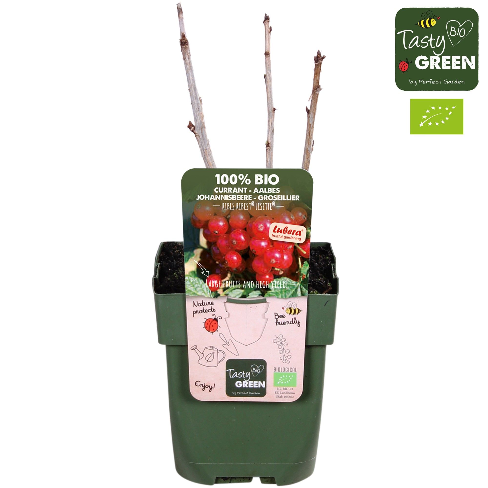 Ribes Ribest® Lisette® Bio P13, D 13