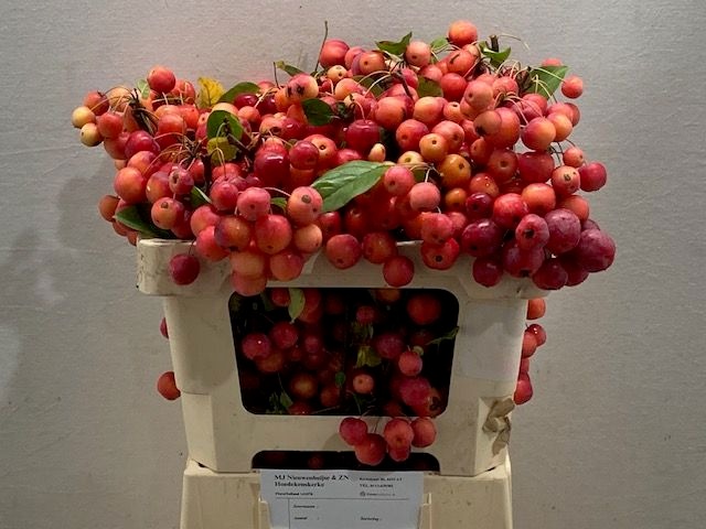 Малюс Рэд Сентинел 50, шт.