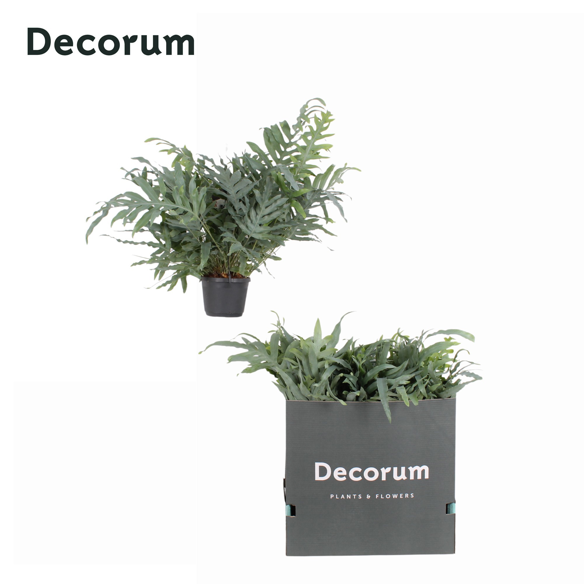 Phlebodium Aureum Blue Star 17cm XL PROMO, D 17