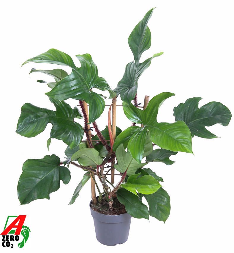 Philodendron Red Wonder(Squamiferum) op rek P19 (NO GAP), D 19