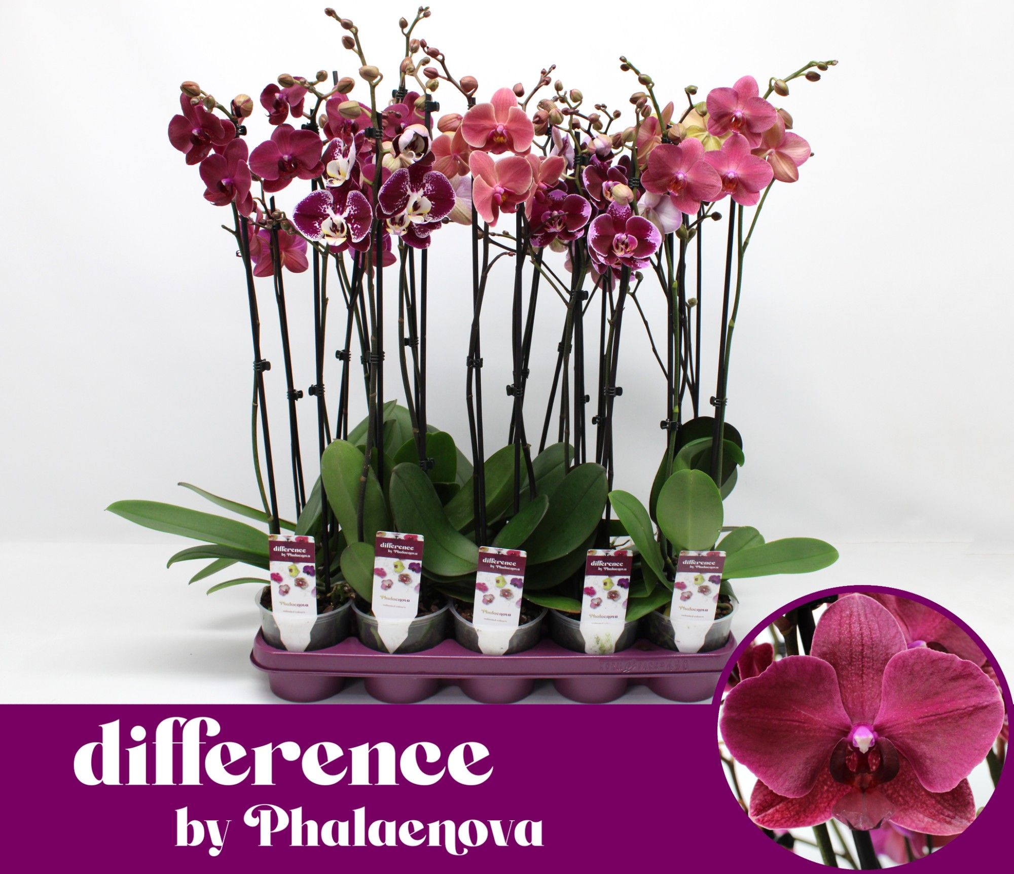 Burgundy 2-tak 60cm (GROEN), D 12