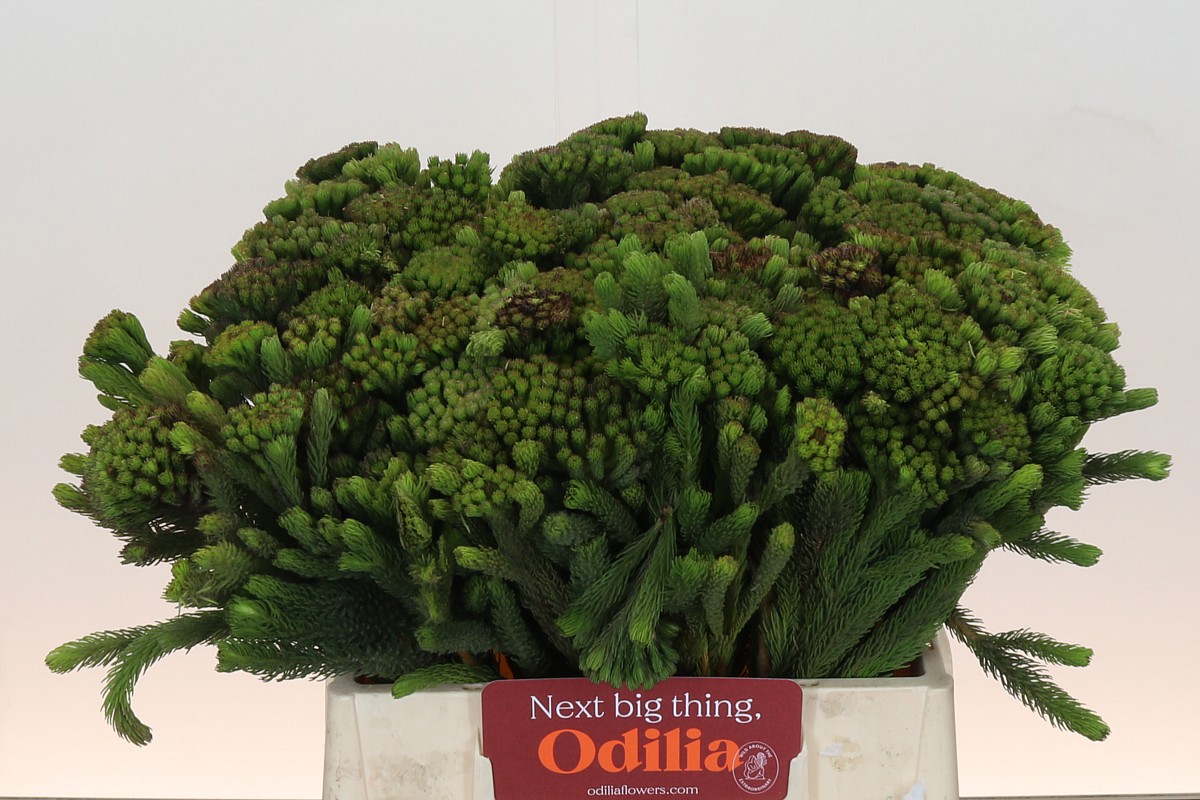 Бруния Альбифлора 40, шт.