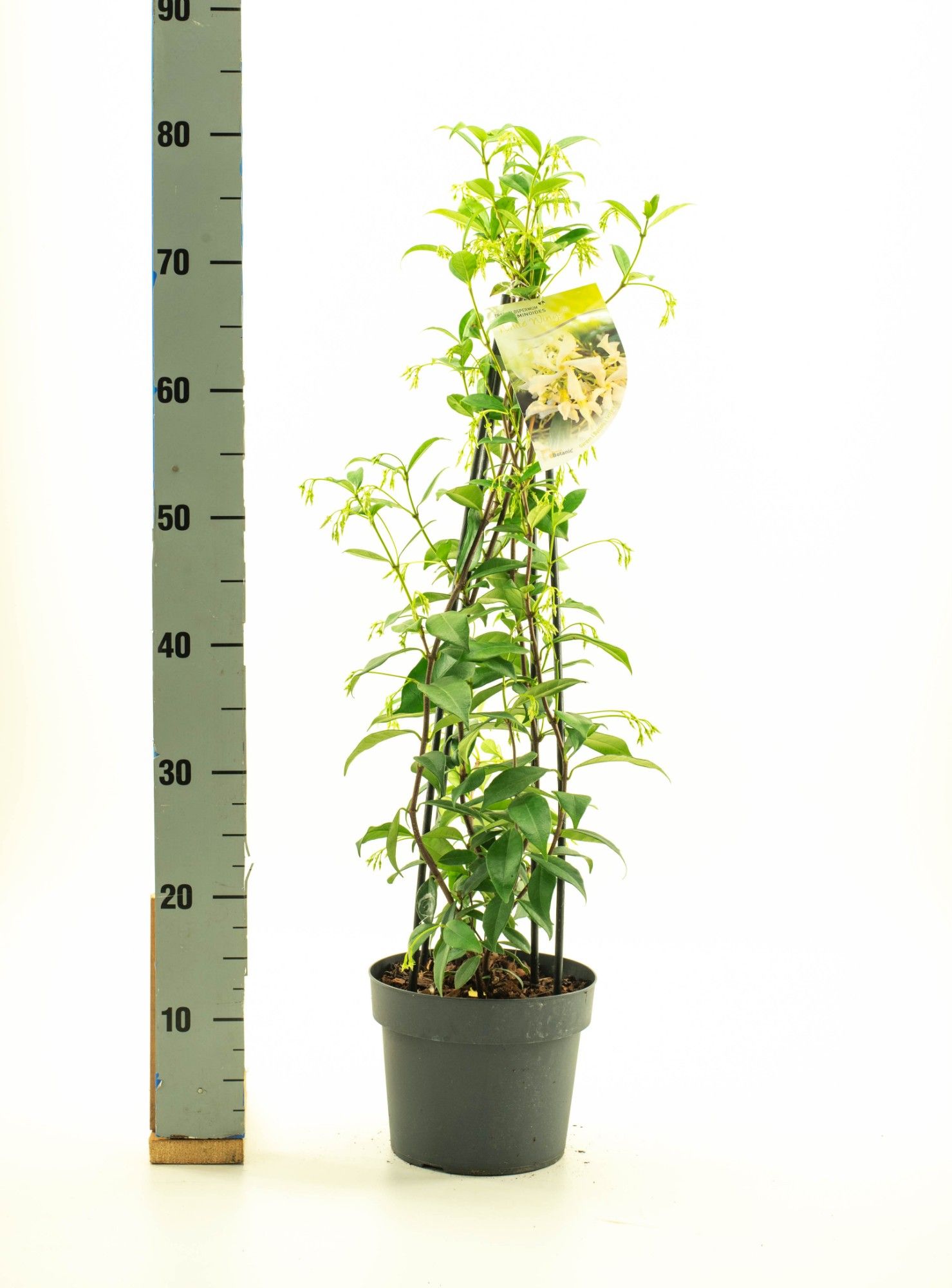 Trachelospermum jas. 'White Wings', D 19