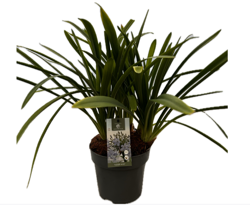 Agapanthus 'Silver mist' P22 GARDEN, D 22