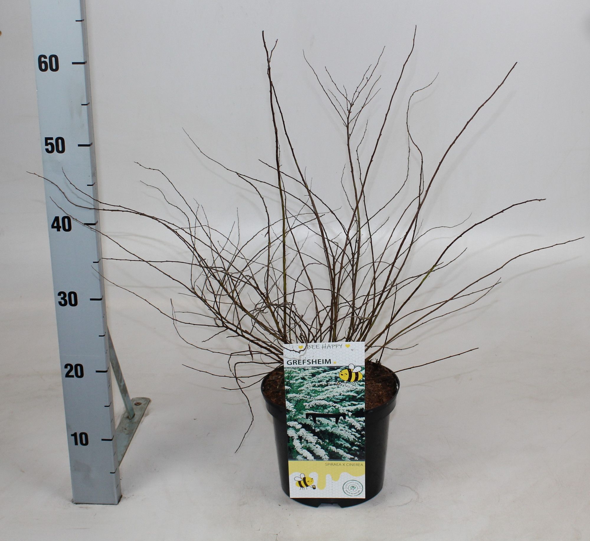 Spiraea cinerea 'Grefsheim', D 19