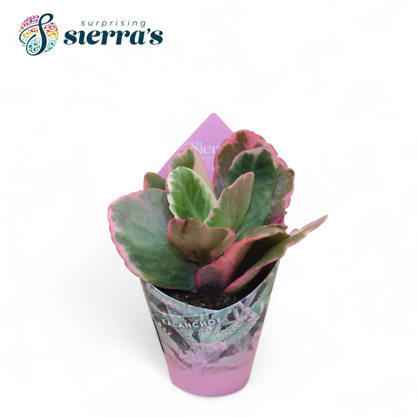 Kalanchoe Variagata Multicolor (Sierra), D 5,5