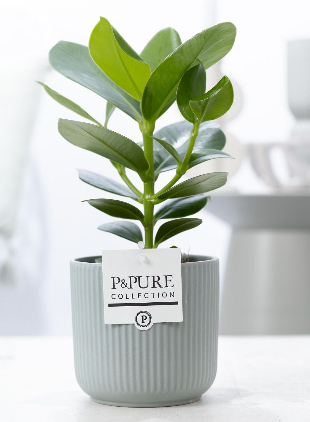 Clusia Rosea Princess in P&PURE Sophie ceramics green, D 12