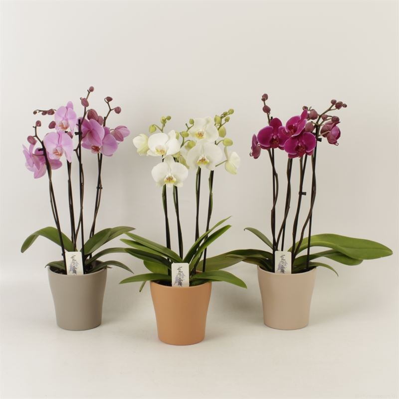 Phalaenopsis gemengd 4 tak gemengd shorty in Rentree keramiek, D 12 cm