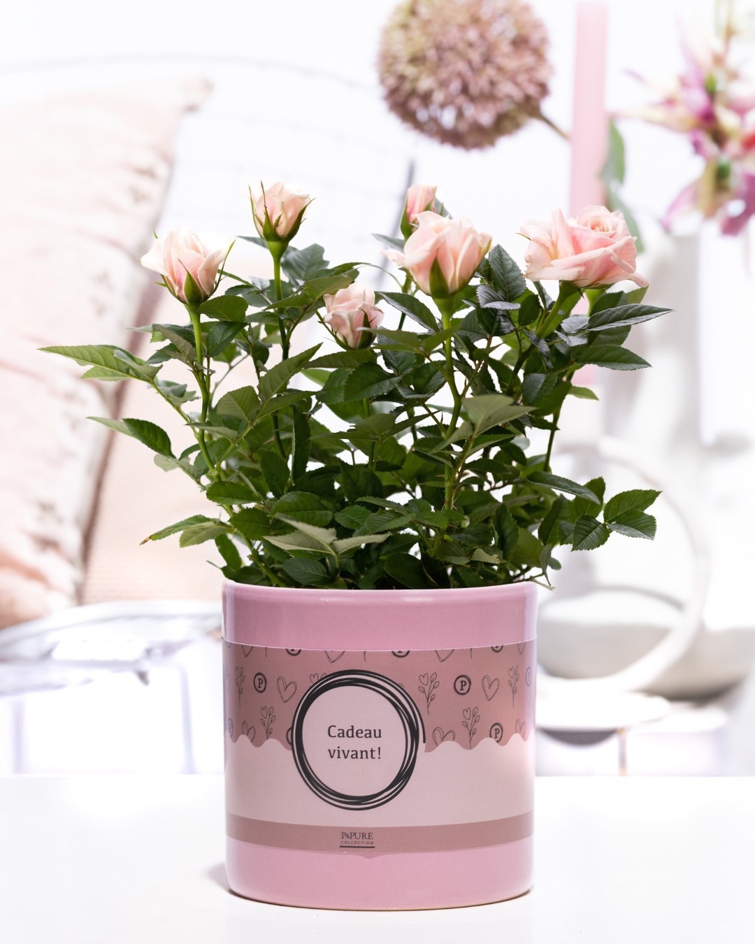 Rosa light pink in P&P cadeau concept: CADEAU VIVANT!, D 12
