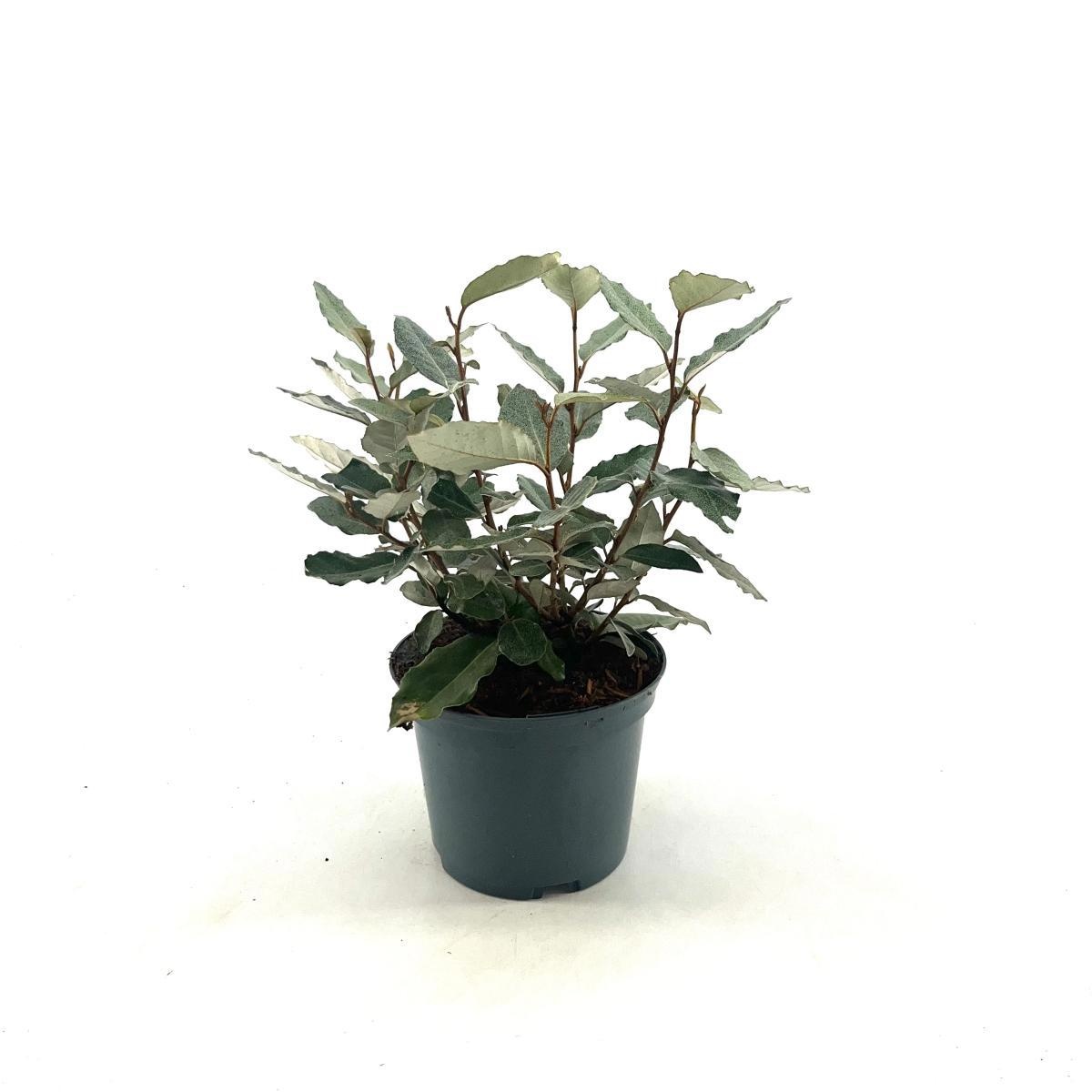 Elaeagnus ebb. 'Compacta', D 17 cm Elaeagnus ebb. 'Compacta', D 17 cm