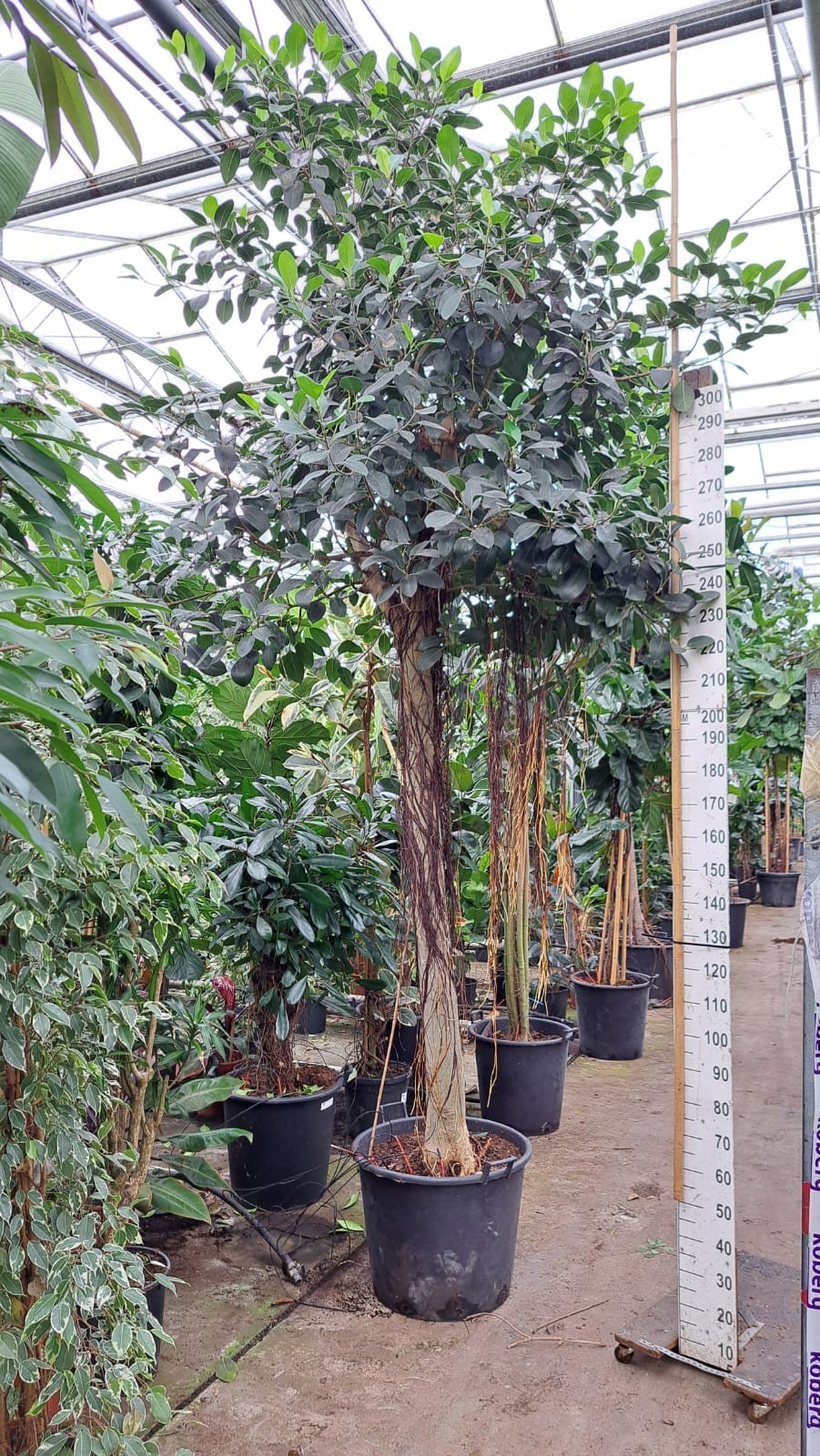 Ficus rubiginosa Australis stam 425, D 65