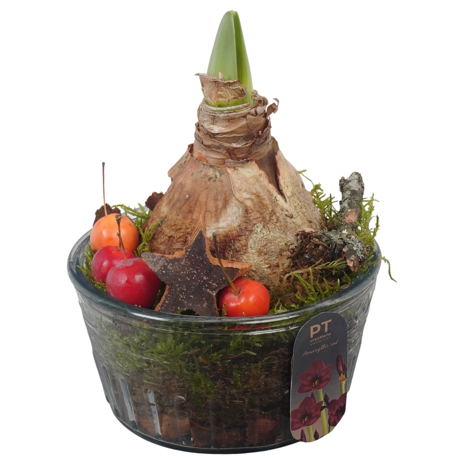 PTACH2424 Arrangement Amaryllis Christmas in glazen vaas, D 14