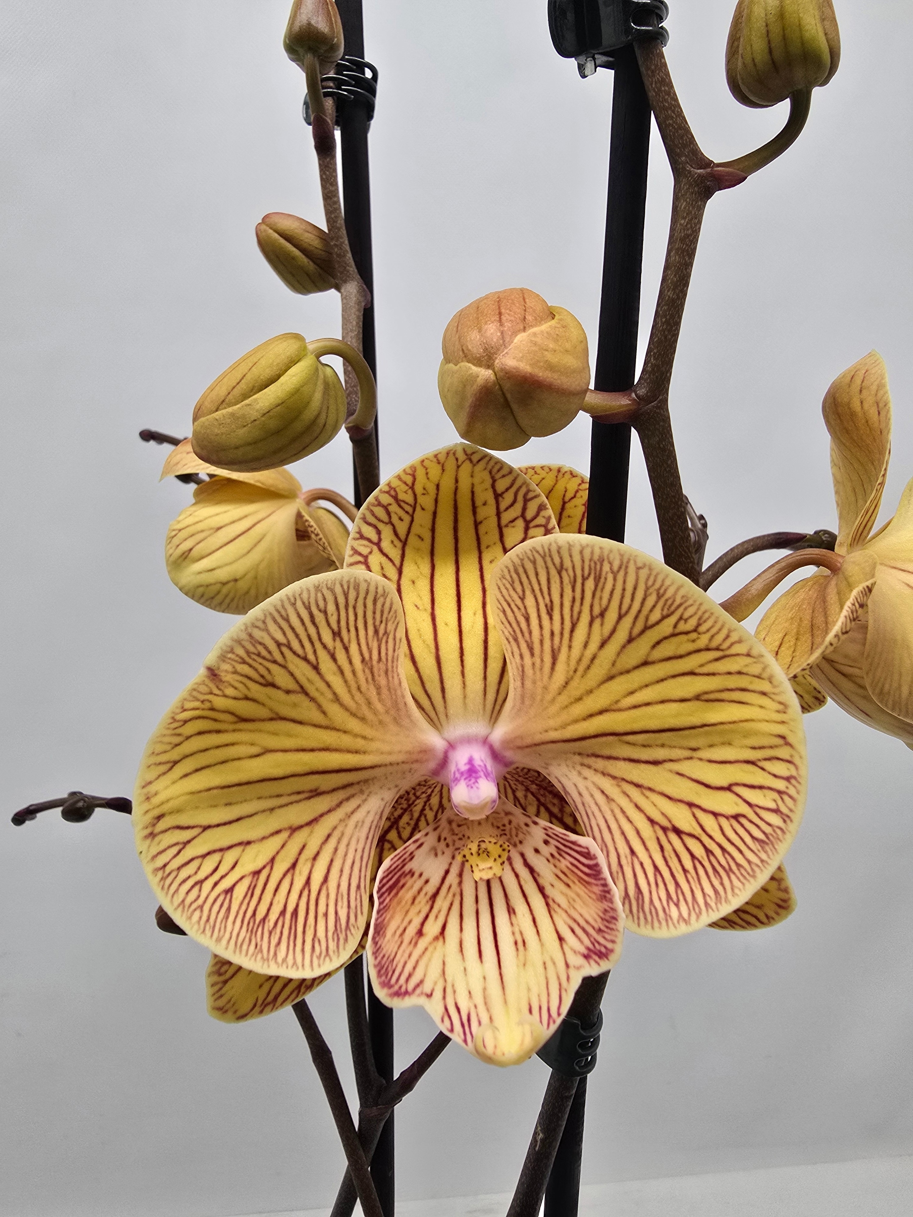 Limited 27 week 5, D 12