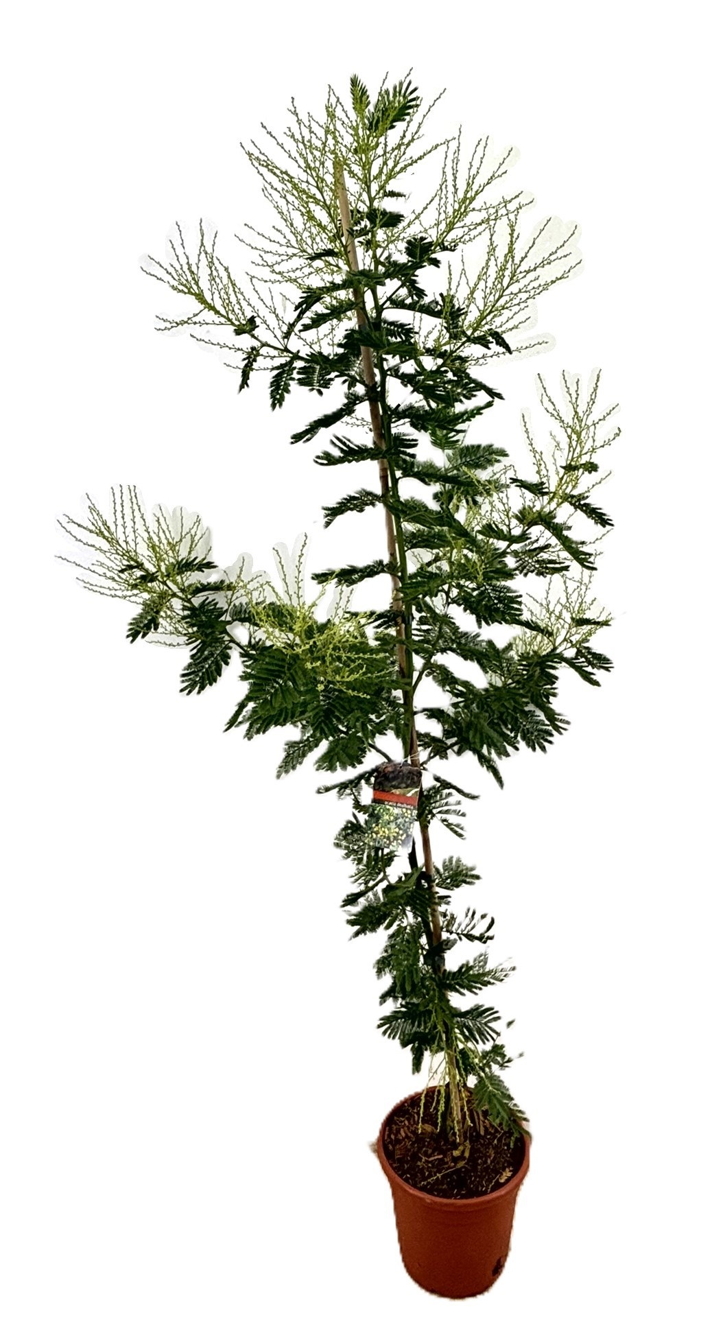 Mimosa acacia dealbata, D 24