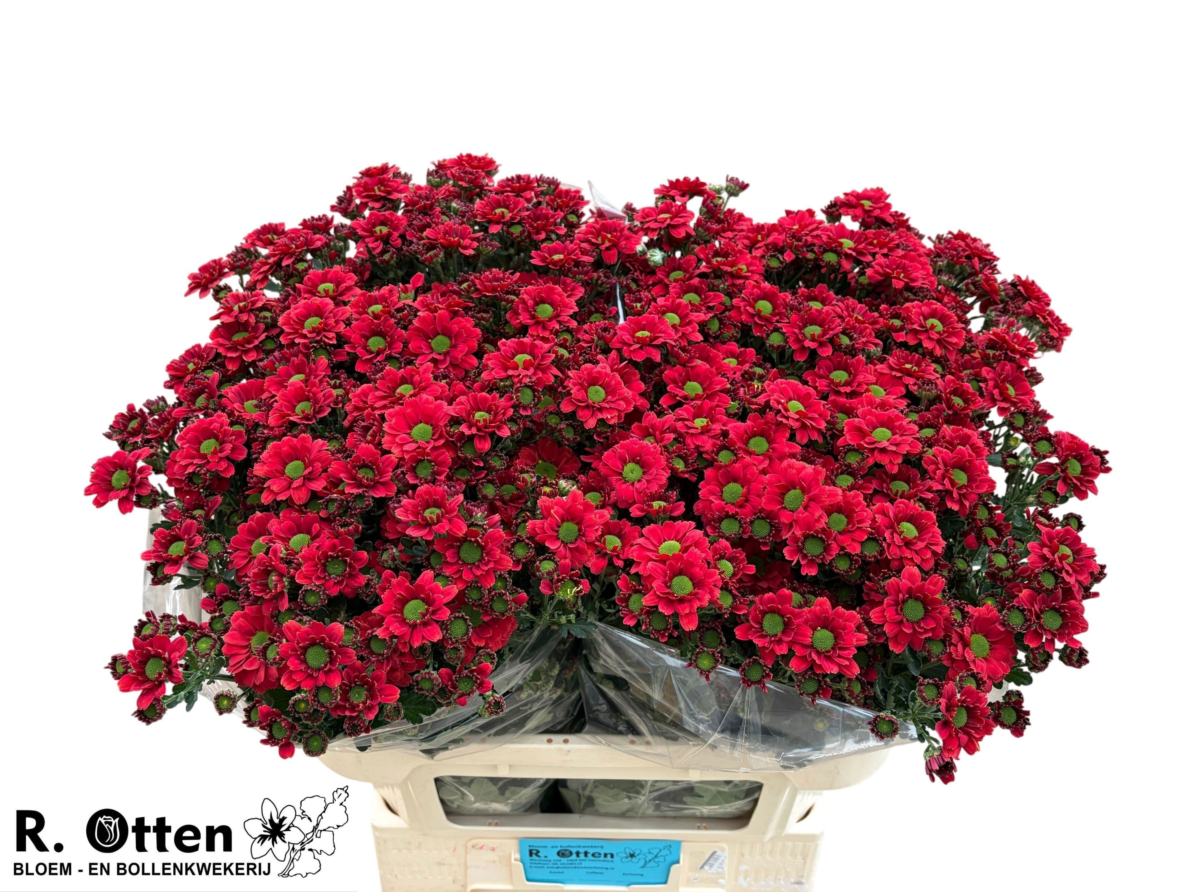 Сантини Мелисса Рэд, шт. Сантини Мелисса Рэд, шт.