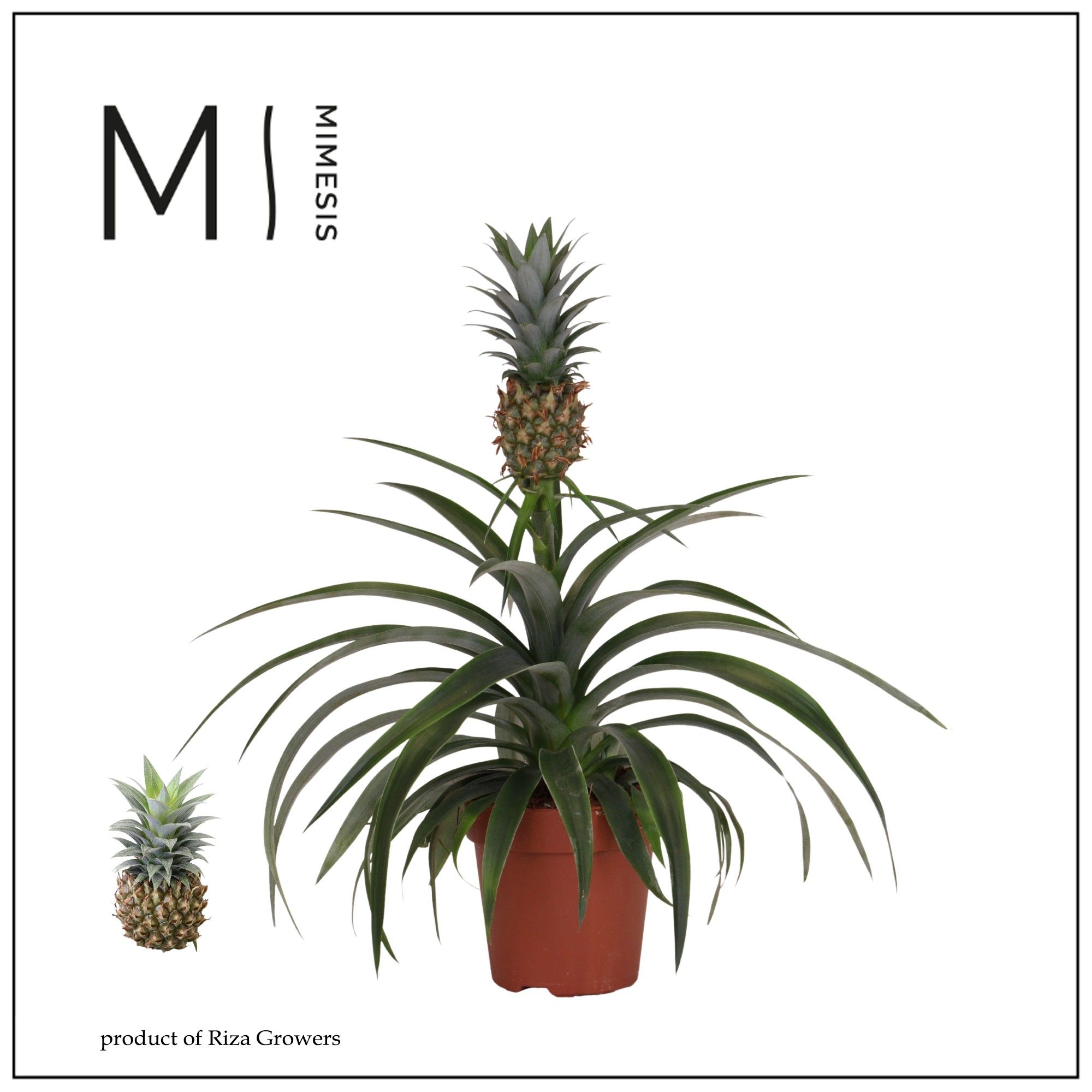 Ananas Mi Amigo - 12 cm | Mimesis, D 12