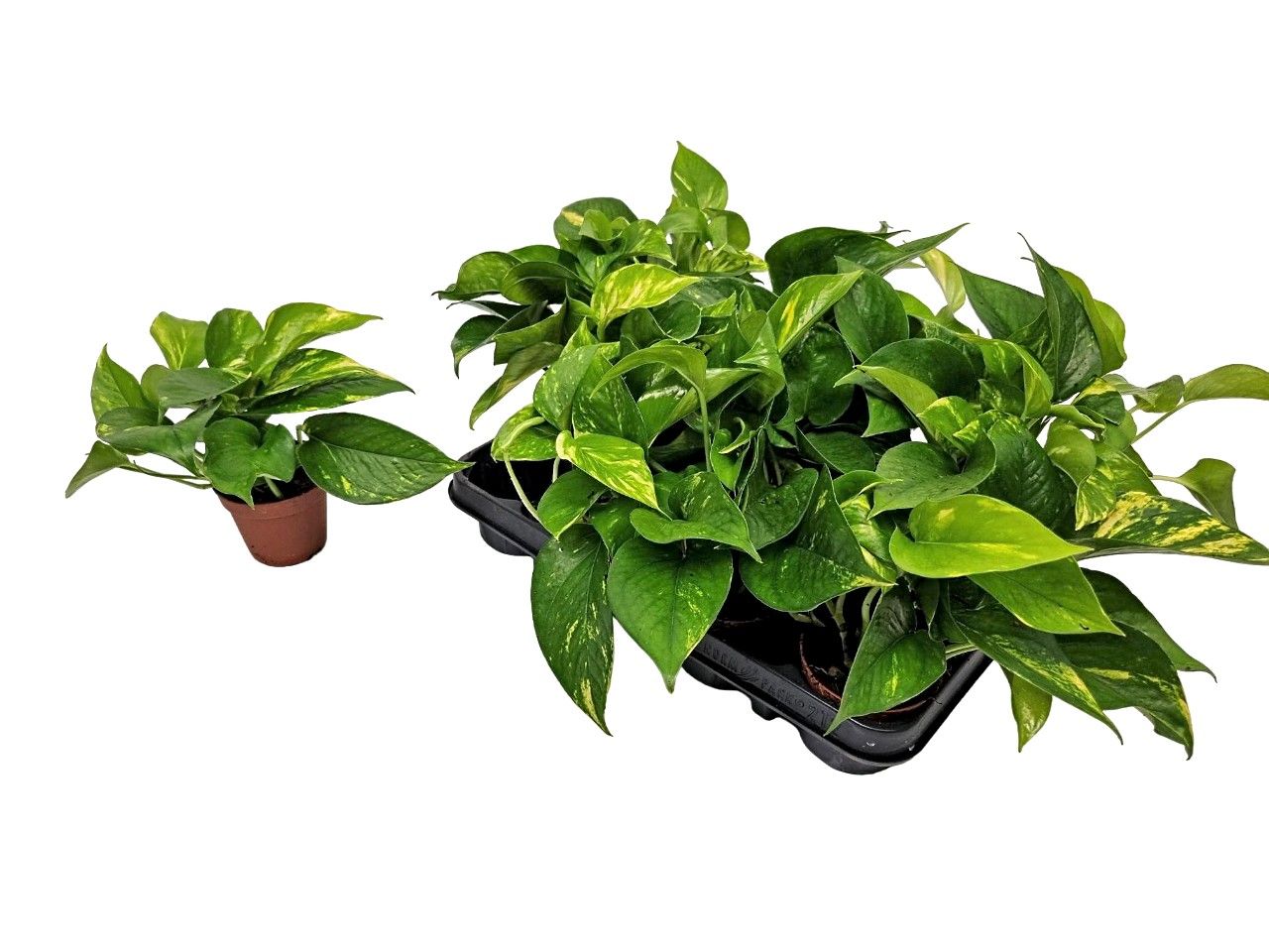 Epipremnum Pinnatum 'aureum', D 8,5