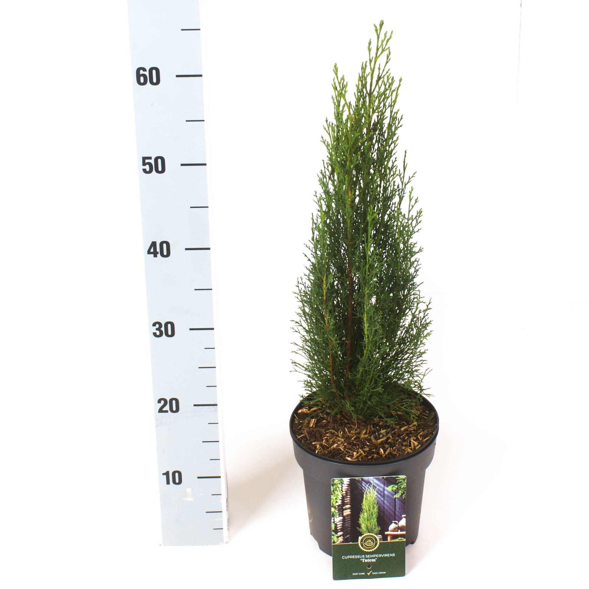 Cupressus s. 'Totem', D 18