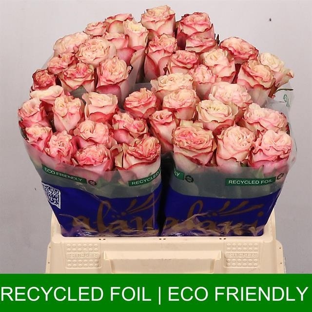 Роза од. Кантри Кэнди 40, шт.